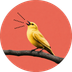 Canairy